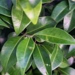 Backhousia myrtifolia Leaf