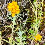 Eriophyllum confertiflorum Blüte