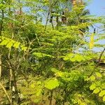 Biancaea sappan Leaf