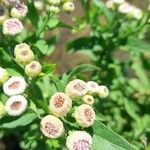 Pluchea sagittalis Flower