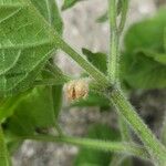 Physalis heterophylla Fiore