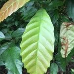 Theobroma cacao Leaf