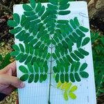 Albizia lebbeck List