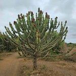 Euphorbia cooperi Hábitos