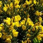 Cytisus oromediterraneus Habitus