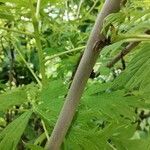 Paeonia delavayi Bark