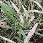 Oryza neocaledonica 葉