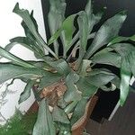 Platycerium bifurcatum Leaf