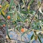 Hippophae rhamnoidesFruit