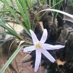 Xerophyta dasylirioides Flower