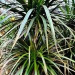 Cordyline australis ഇല