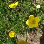 Ranunculus millefoliatus 花