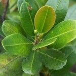 Erythroxylum novocaledonicum Tervik taim