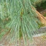 Pinus wallichiana Leaf