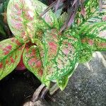 Aglaonema commutatumLeht