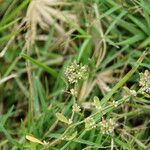 Polygonum plebeium Plante entière