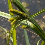 Carex pseudocyperus फल