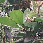 Mimusops caffra Leaf