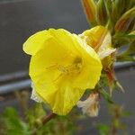 Oenothera glazioviana Flor