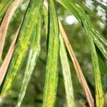 Pandanus purpurascens Hoja