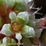 Chaetonychia cymosa Fruit