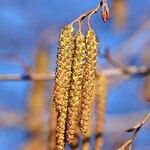 Alnus glutinosa Квітка