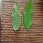 Hylodendron gabunense Hoja