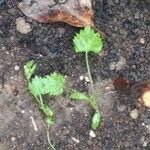 Pimpinella anisum Foglia