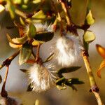 Larrea tridentata ᱡᱚ