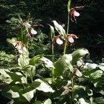 Cypripedium montanum Habit