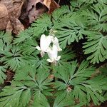 Dicentra canadensis आदत