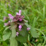 Lamium purpureumFlower
