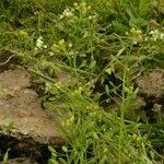 Draba nemorosa 整株植物