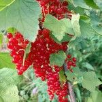 Ribes rubrum ফল