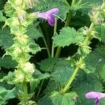 Lamium garganicum Fuelha