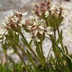 Saponaria lutea Συνήθη χαρακτηριστικά