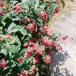 Clerodendrum thomsoniae Cvet