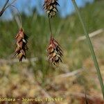 Carex magellanica Ffrwyth