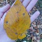 Betula alleghaniensisLapas