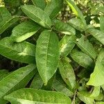 Casearia corymbosa Blad