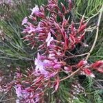 Limonium insigne Flor