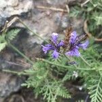 Lavandula canariensis Λουλούδι