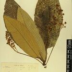 Saurauia napaulensis 其他