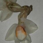 Stanhopea ecornuta Flower