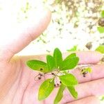 Volkameria aculeata Leaf
