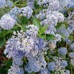 Ceanothus thyrsiflorus Flower