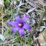 Romulea arnaudii 花