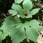 Hydrastis canadensis Leaf