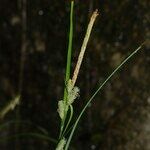 Carex grioletii Flower