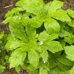 Hydrastis canadensis Leaf